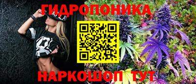 шишки Тверь